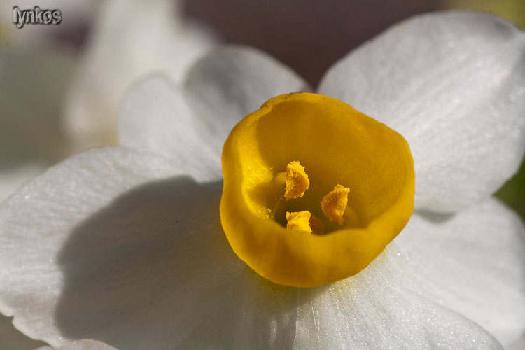 Un anno di fiori...